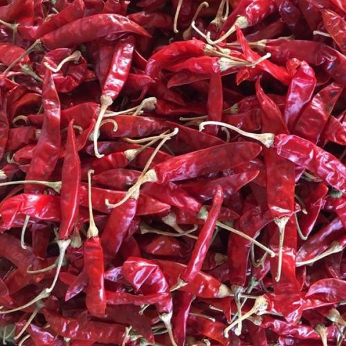 804682334sannamchilli