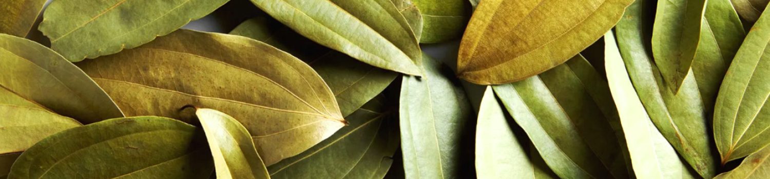 BayLeaf