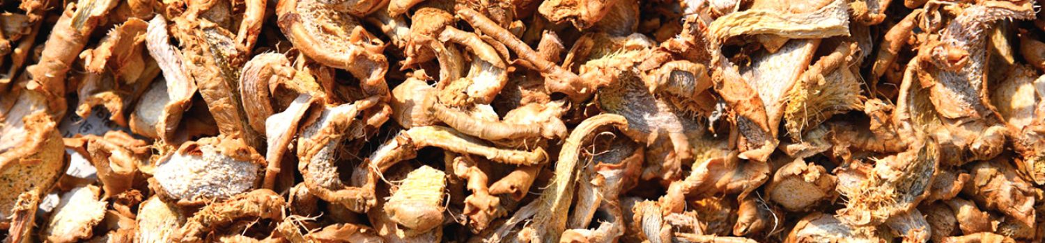 DryGingerimage6